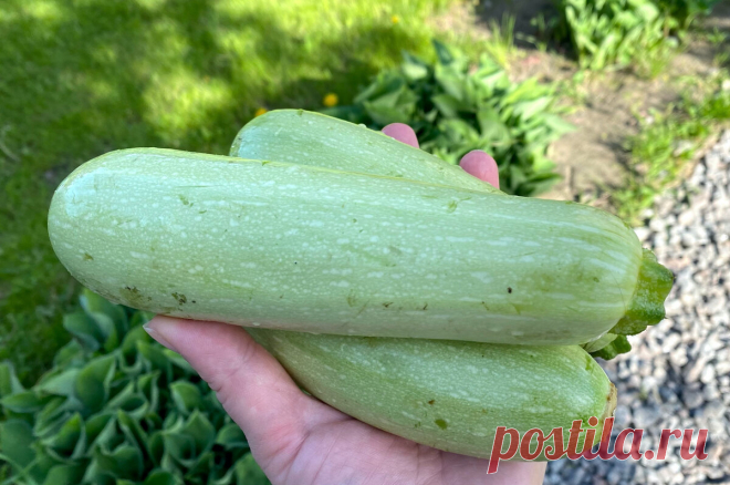 Как вкусно приготовить кабачки на закуску: простой и быстрый рецепт  🥑
Кабачки на закуску — это очень вкусно и полезно.
Ведь в них содержится много полезных микроэлементов и витаминов.
А еще кабачки очень просто готовить, с ними справится даже начинающий кулинар.
Как вкусно приготовить кабачок на закуску?
Об этом мы сейчас вам расскажем.
Для начала нужно правильно выбрать кабачки.
Они должны быть упругие, не перезрелые, без пятен и вмятин.
Если вы хотите приготовить закуску из молоденьких каба…