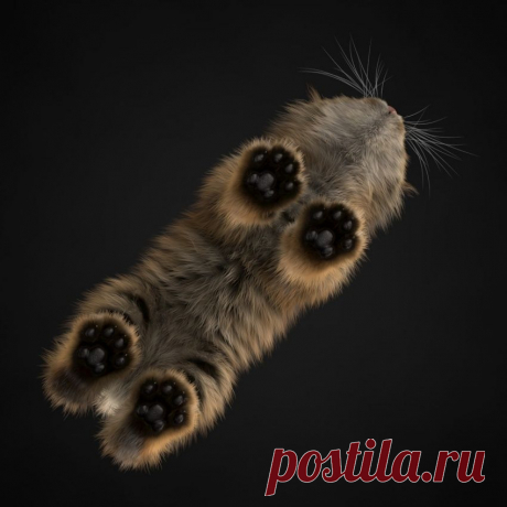 Кот с необычного ракурса