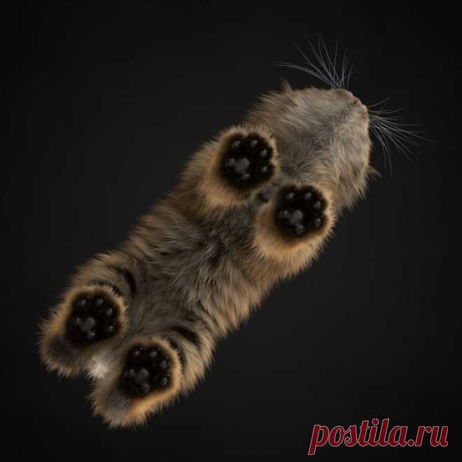 Кот с необычного ракурса