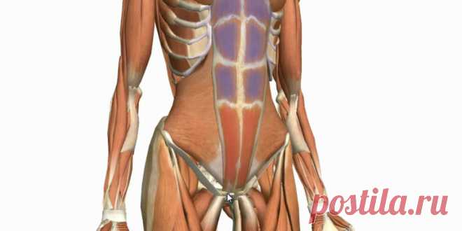 Занятия для нижнего пресса Женский портал: гороскопы, новости звезд, отношения, мода