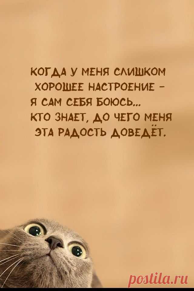 Прикольные картинки для поднятия настроения (254 шт.)