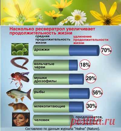 Полезные и лечебные свойства кваса с хвоёй | Правила здоровья и долголетия