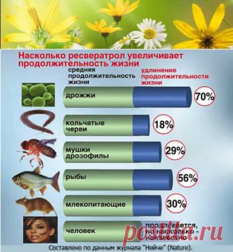 Полезные и лечебные свойства кваса с хвоёй | Правила здоровья и долголетия