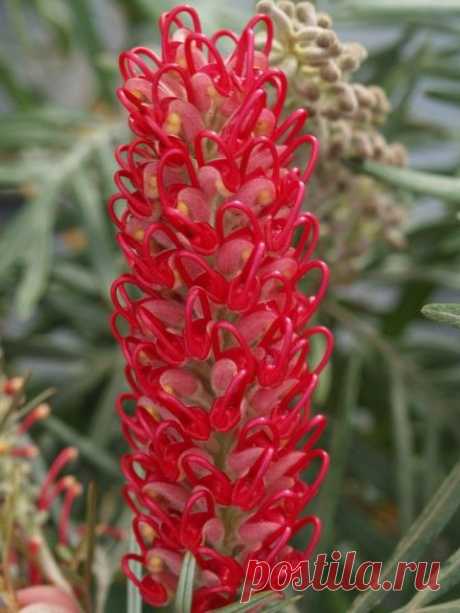 Grevillea Crimson Yul-lo