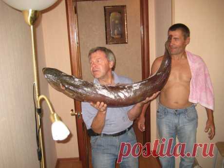 на 2 кило не дотянула до &quot;Путинской&quot;