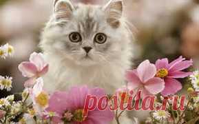 рисунки и картинки кошек и котят - Bing images
