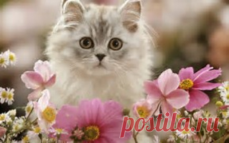рисунки и картинки кошек и котят - Bing images