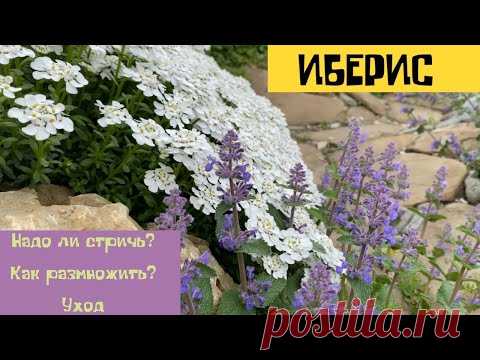 ИБЕРИС- цветущий многолетник. Как размножить? Обрезка Уход.