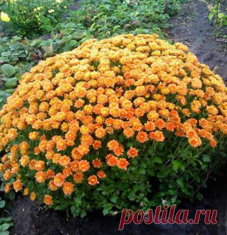 Хризантема садовая