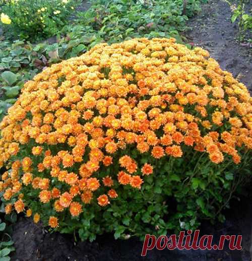 Хризантема садовая