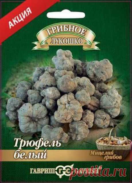 Трюфель белый Российский, купить мицелий Трюфеля в интернет магазине.