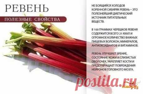 Ревень полезные свойства