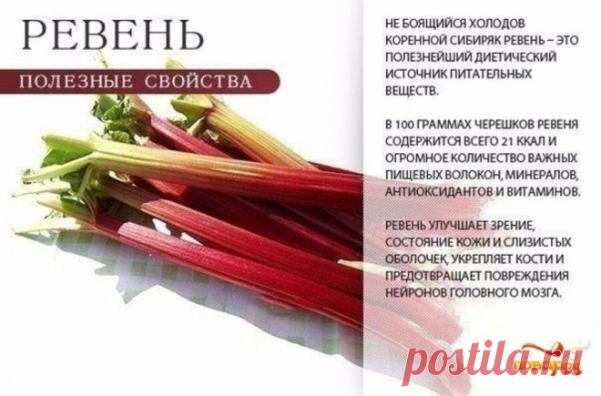 Ревень полезные свойства