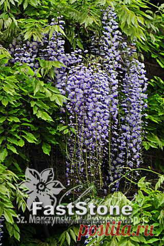 Глициния обильноцветущая 'Мультиюга' / Wisteria floribunda 'Multijuga' Clem-dop131 - В продаже - Patioflowers