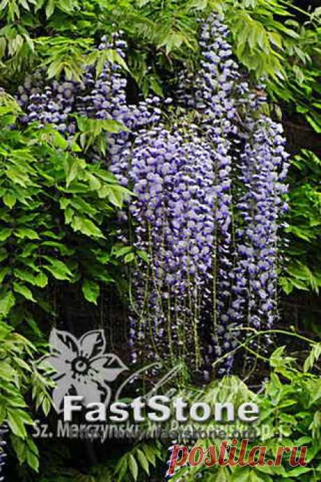 Глициния обильноцветущая 'Мультиюга' / Wisteria floribunda 'Multijuga' Clem-dop131 - В продаже - Patioflowers