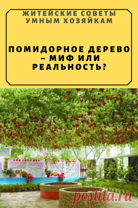 ПОМИДОРНОЕ ДЕРЕВО – МИФ ИЛИ РЕАЛЬНОСТЬ? | Житейские Советы