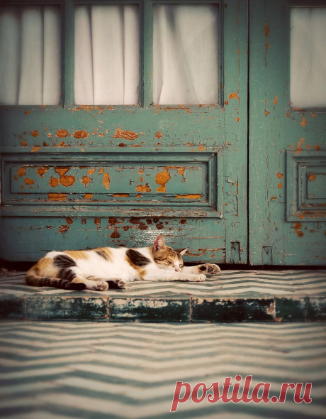 Все размеры | Cat: Nap | Flickr - Photo Sharing!