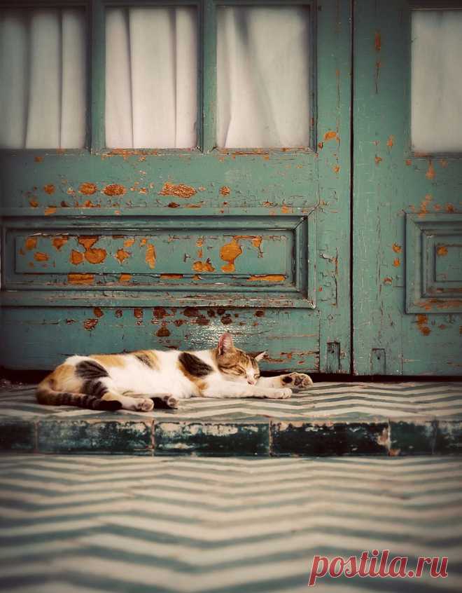 Все размеры | Cat: Nap | Flickr - Photo Sharing!