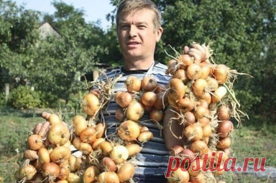 ТЕПЕРЬ Я КАЖДЫЙ ГОД ПОЛУЧАЮ БОЛЬШОЙ УРОЖАИ ЛУКА …
ВОТ 4 ПРОСТЫХ СОВЕТА