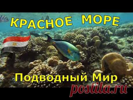 ЕГИПЕТ КРАСНОЕ МОРЕ. КОРАЛЛЫ И РЫБКИ, ПОДВОДНЫЕ СЪЕМКИ - YouTube