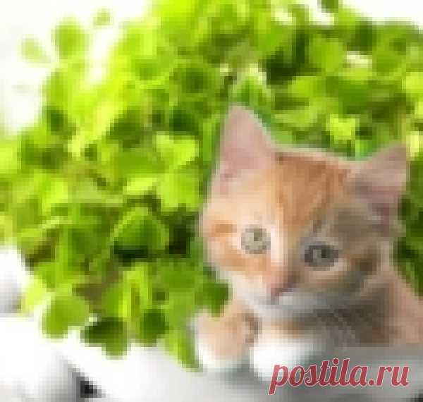 Позитивное Чтиво - Девять уроков жизни от Конфуция