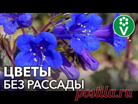ПОСЕЙТЕ ЭТИ ЦВЕТЫ СРАЗУ В ГРУНТ! Самые красивые и неприхотливые однолетние цветы для сада