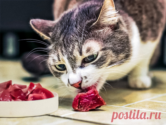 14 вещей, которые нельзя делать при уходе за кошкой