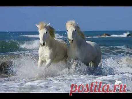 ▶ Лошади - YouTube