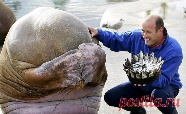 (8) Одноклассники
