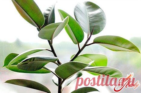 Фикус каучуконосный: уход, размножение, болезни, обрезка, формирование кроны