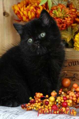 Котик