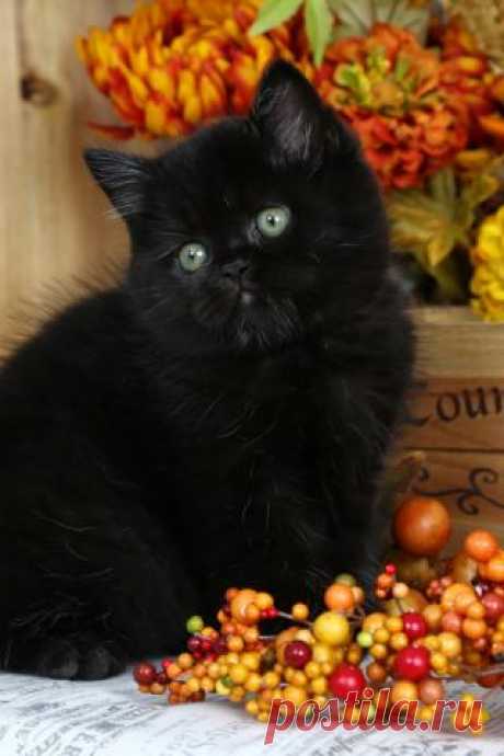 Котик