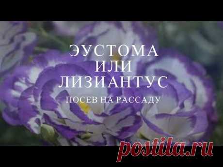 Эустома или Лизиантус: посев, выращивание рассады!