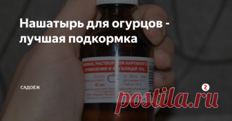 Нашатырь для огурцов - лучшая подкормка Копеечное, но такое эффективное средство для роста ирастений и борьбы с вредителями...