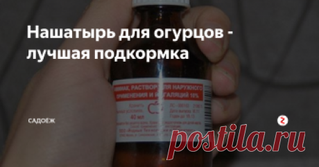 Нашатырь для огурцов - лучшая подкормка Копеечное, но такое эффективное средство для роста ирастений и борьбы с вредителями...