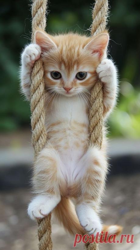 Пин содержит это изображение: Kitten