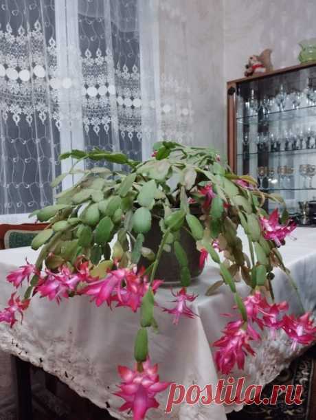 Красавица расцвела ...а скоро весна