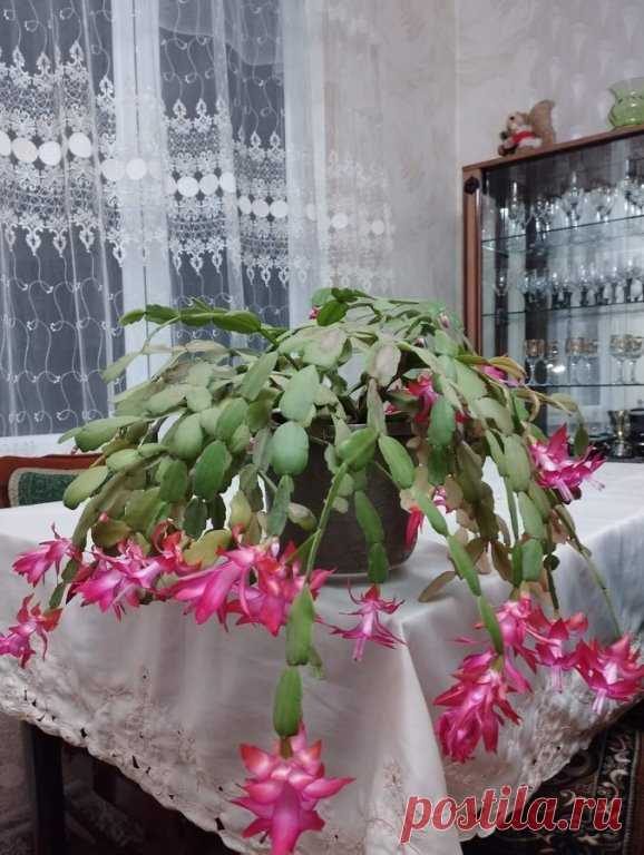Красавица расцвела ...а скоро весна
