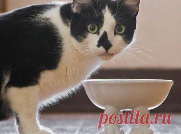Забавная миска.