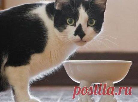 Забавная миска.