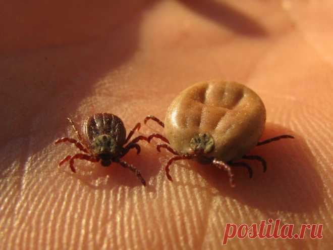 Все о клеще: мифы, советы, способы защиты и извлечения.