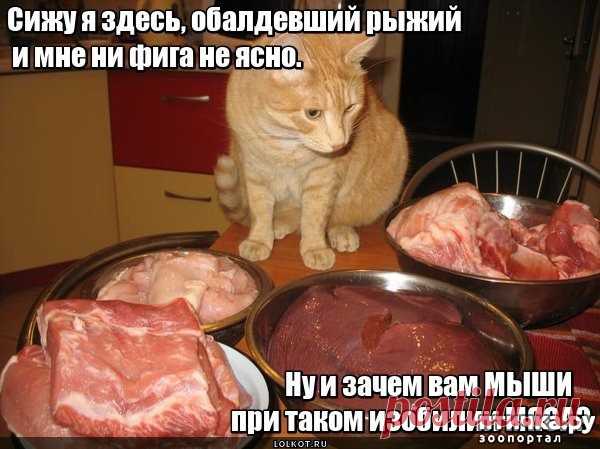 Котоматрица: Кошки-мышки! — обсуждение в группе 