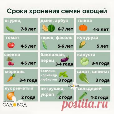 Сроки хранения семян овощей