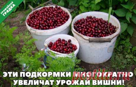 (82) Одноклассники