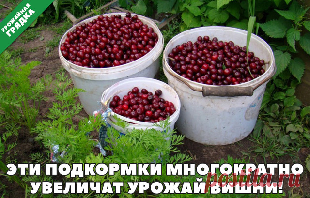 (82) Одноклассники