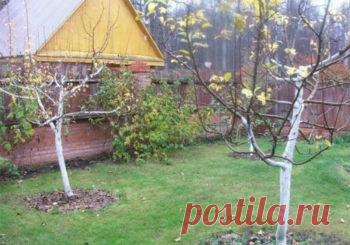 Как правильно утеплить молодую и взрослую яблоню на зиму Нравится 0 Какой же сад без яблони? Почти во всех регионах России садоводы выращивают эти деревья. Плодовые питомники поставляют на реализацию различные сорта саженцев для разных климатических зон. Но даже морозостойкие сорта требуют особого ухода в холодное время года. И сегодня вы узнаете, как утеплить яблоню на зиму и защитить ее от лютых морозов. Содержание: …