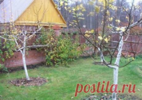 Как правильно утеплить молодую и взрослую яблоню на зиму Нравится 0 Какой же сад без яблони? Почти во всех регионах России садоводы выращивают эти деревья. Плодовые питомники поставляют на реализацию различные сорта саженцев для разных климатических зон. Но даже морозостойкие сорта требуют особого ухода в холодное время года. И сегодня вы узнаете, как утеплить яблоню на зиму и защитить ее от лютых морозов. Содержание: …