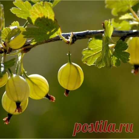 10 садовых культур, которые нельзя сажать в тени