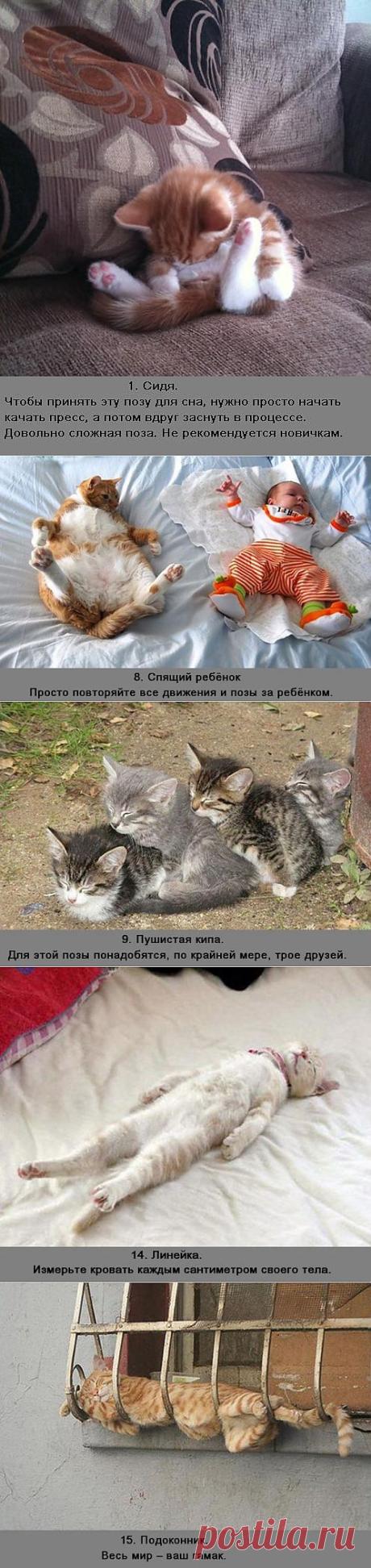 (+1) сообщ - Забавные позы спящих котов | Четвероногий юмор