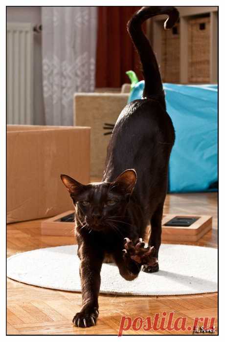 oriental cat